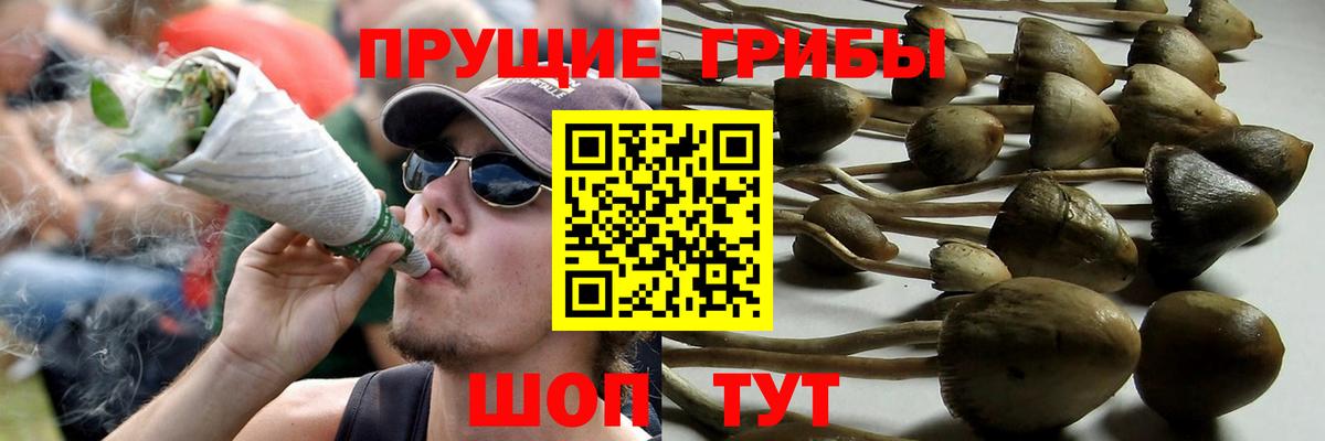Псилоцибиновые грибы Psilocybe Армавир